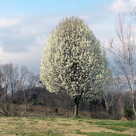Aristocrat Ornamental Pear - Pyrus calleryana 'Aristocrat' - 
C. E. Price, Public domain, via Wikimedia Commons