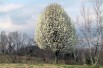 Aristocrat Ornamental Pear - Pyrus calleryana 'Aristocrat' - 
C. E. Price, Public domain, via Wikimedia Commons