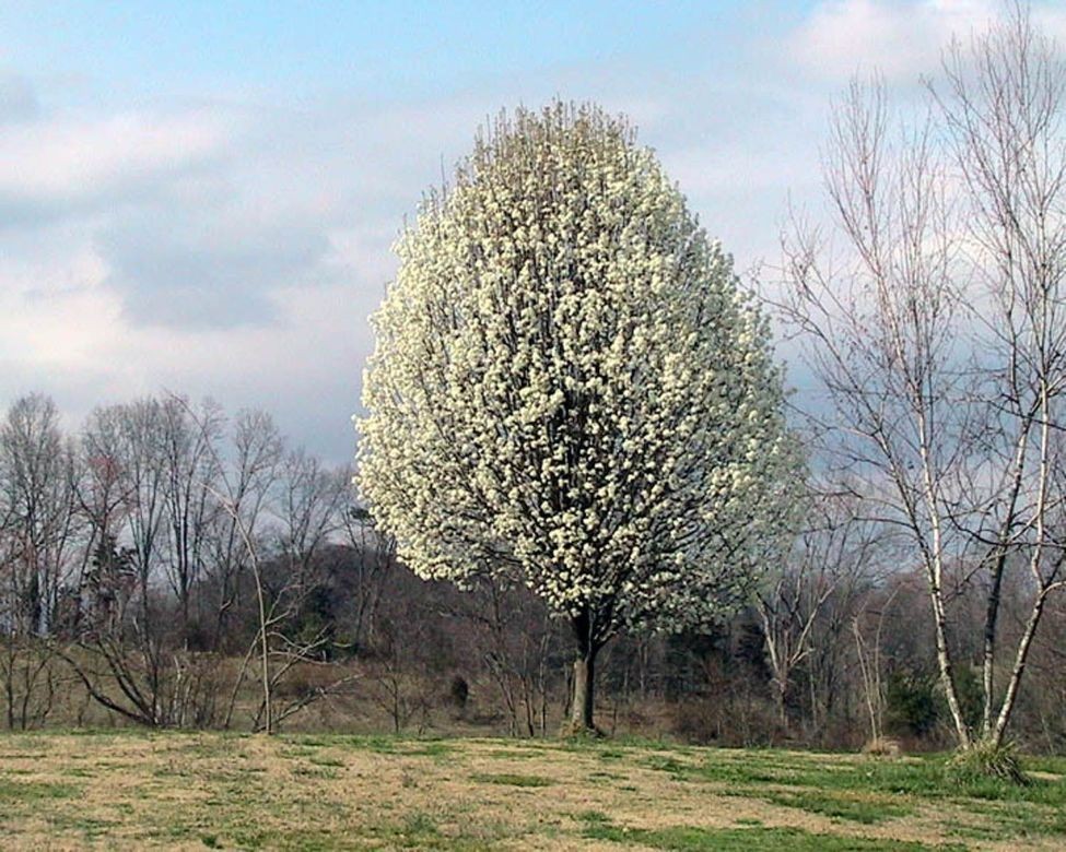 Aristocrat Ornamental Pear (in 10 liter pot)