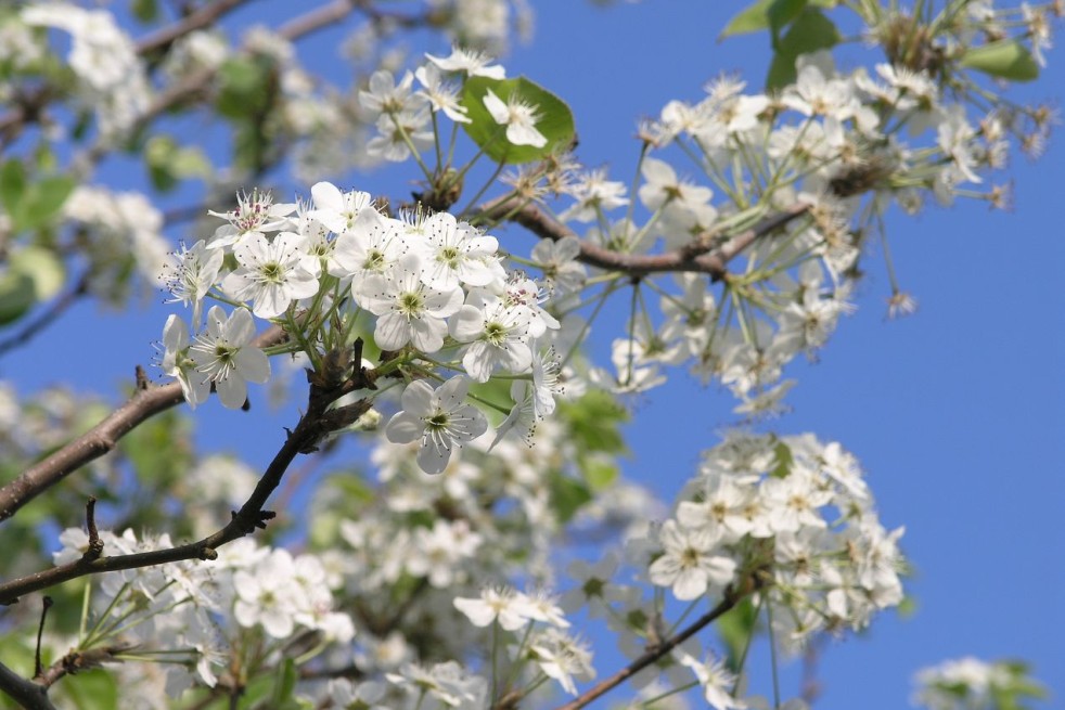 Aristocrat Ornamental Pear - Pyrus calleryana 'Aristocrat' - 
Mpbaugh, CC BY-SA 4.0, via Wikimedia Commons