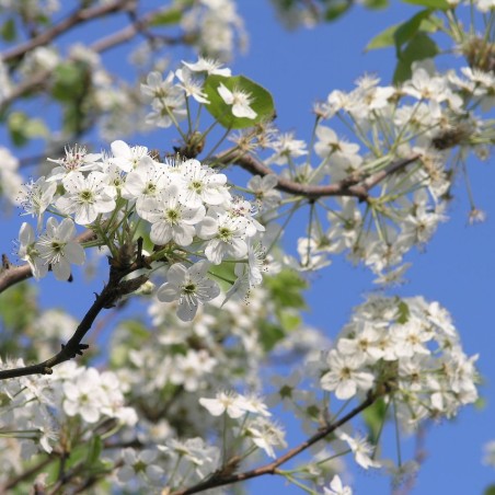 Sierpeer ‘Aristocrat’ – Pyrus calleryana ‘Aristocrat’ - 
Mpbaugh, CC BY-SA 4.0, via Wikimedia Commons