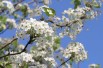 Aristocrat Ornamental Pear - Pyrus calleryana 'Aristocrat' - 
Mpbaugh, CC BY-SA 4.0, via Wikimedia Commons
