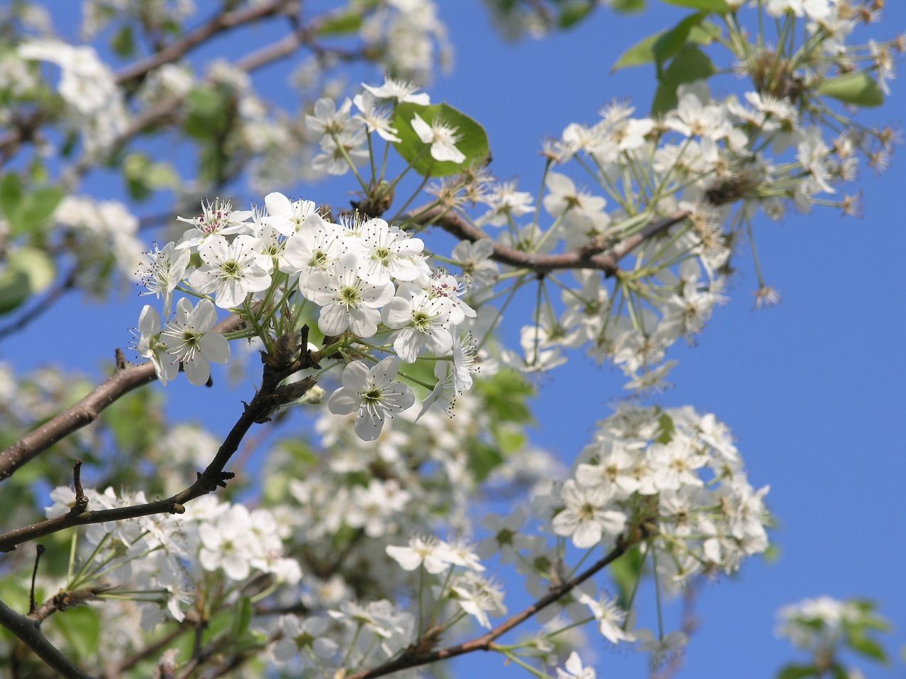 Aristocrat Ornamental Pear (in 10 liter pot)