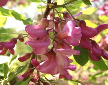 Pink-Flowered Locust Tree – Robinia Margaretta Georgia da Torino® - Jardins du Monde.be