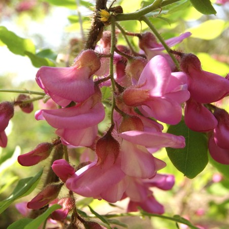 Roze Bloeiende Robinia – Robinia Margaretta Georgia da Torino® - Jardins du Monde.be