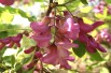Rotblühende Akazie – Robinia Margaretta Georgia da Torino® - Jardins du Monde.be