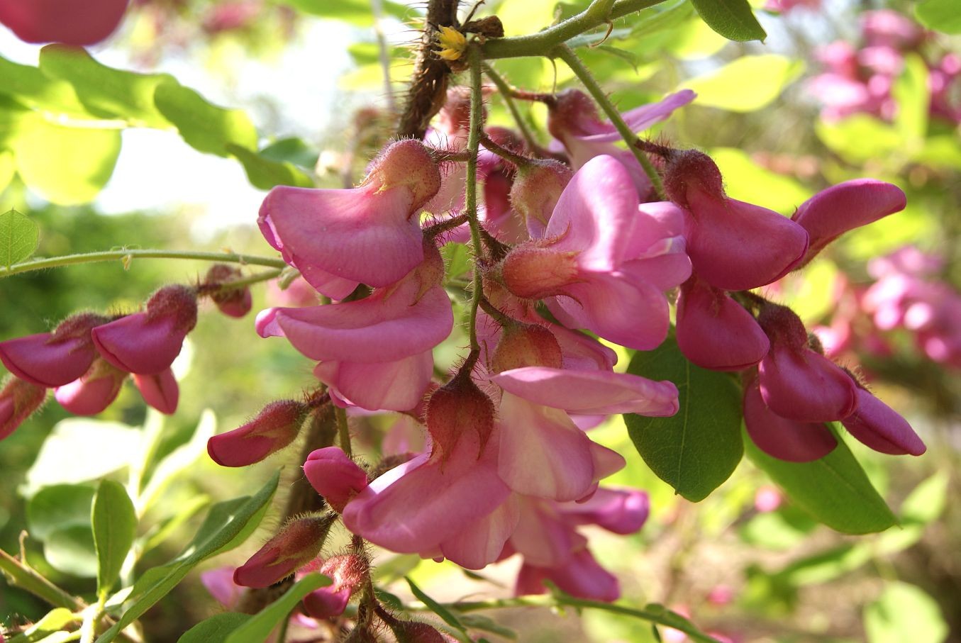 Robinier à fleurs roses (en pot de 10 litres)