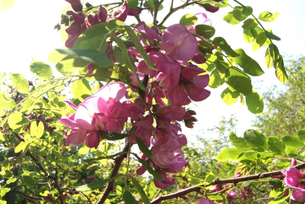 Rotblühende Akazie – Robinia Margaretta Georgia da Torino® - Jardins du Monde.be