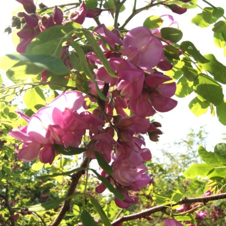 Rotblühende Akazie – Robinia Margaretta Georgia da Torino® - Jardins du Monde.be