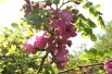 Rotblühende Akazie – Robinia Margaretta Georgia da Torino® - Jardins du Monde.be