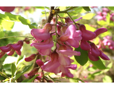 Rotblühende Akazie - Robinia Margaretta Georgia da Torino®