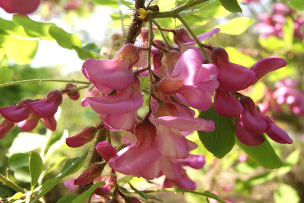 Robinia met roze bloemen - Robinia Margaretta Georgia da Torino® Robinia met roze bloemen - Robinia Margaretta Georgia da Torino®