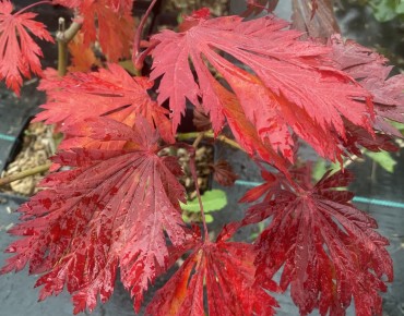 Acer japonicum Aconitifolium - fall foliage - Jardins du Monde.be