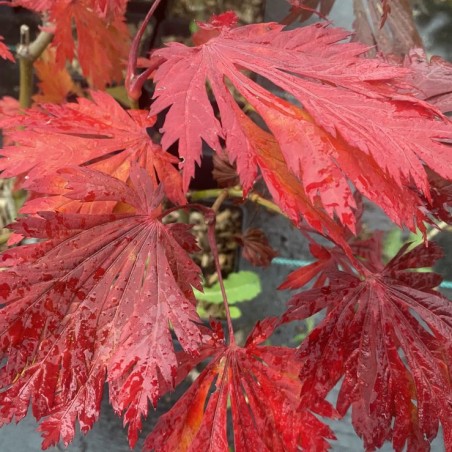 Acer japonicum Aconitifolium - herfstbladeren - Jardins du Monde.be -