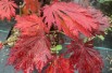 Acer japonicum Aconitifolium - Herbstlaub - Jardins du Monde.be