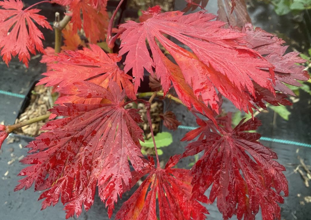 Full moon maple Aconitifolium