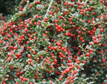 Cotonéaster rampant - Cotoneaster horizontalis - Jardins du Monde.be