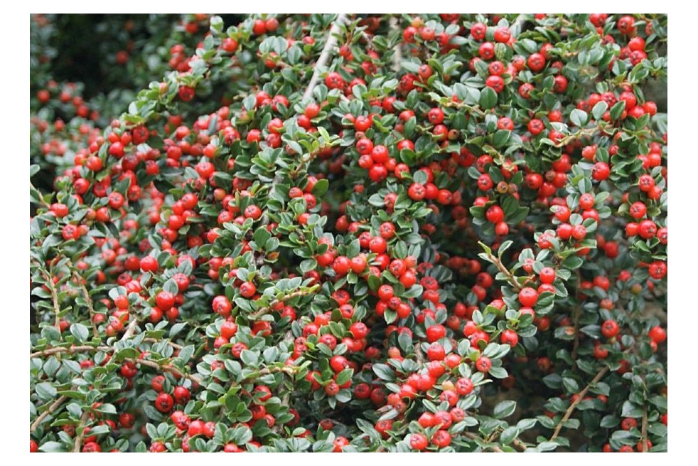 Cotoneaster - Cotoneaster horizontalis - Jardins du Monde.be