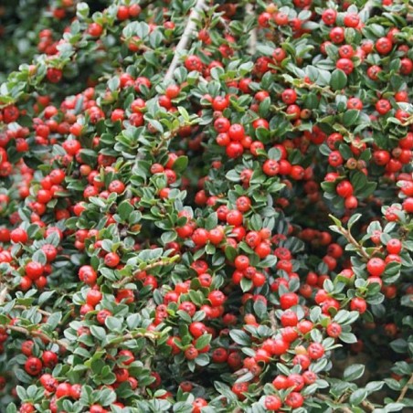 Fächer-Zwergmispel - Cotoneaster horizontalis - Jardins du Monde.be
