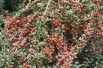 Cotoneaster - Cotoneaster horizontalis - Jardins du Monde.be