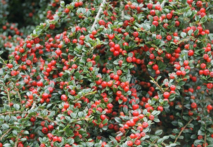 Cotoneaster