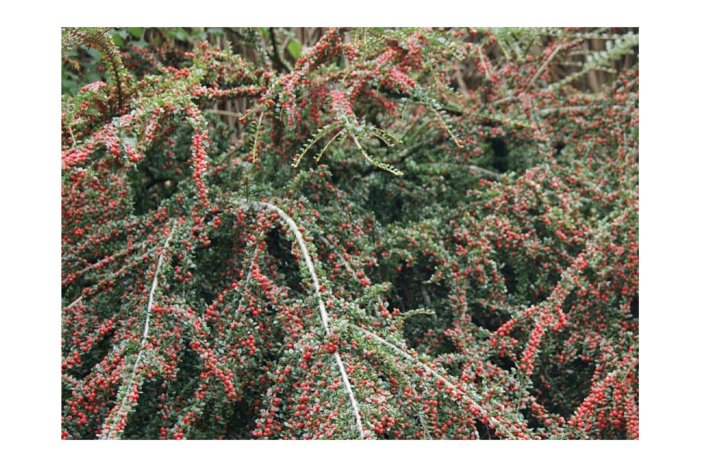 Cotoneaster - Cotoneaster horizontalis - Jardins du Monde.be