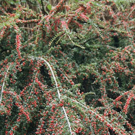 Fächer-Zwergmispel - Cotoneaster horizontalis - Jardins du Monde.be