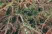 Cotoneaster - Cotoneaster horizontalis - Jardins du Monde.be