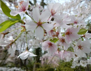 Cerisier à fleurs Pandora - Prunus Pandora - Shuvaev, CC BY 4.0, via Wikimedia Commons