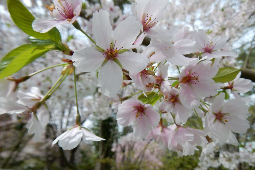 Cerisier à fleurs Pandora - Prunus Pandora - Shuvaev, CC BY 4.0, via Wikimedia Commons