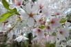Cerisier à fleurs Pandora - Prunus Pandora - Shuvaev, CC BY 4.0, via Wikimedia Commons