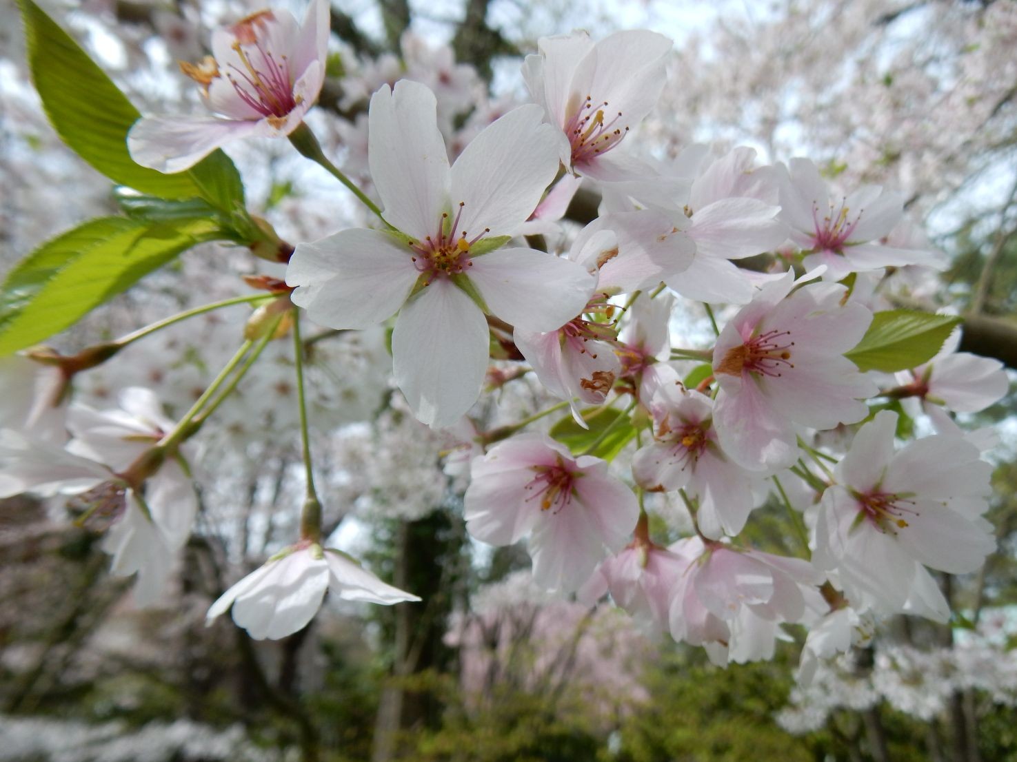 Cerisier à fleurs Pandora