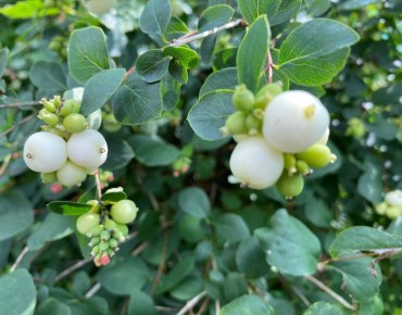 Snowberry - Symphoricarpos albus - Jardins du Monde.be