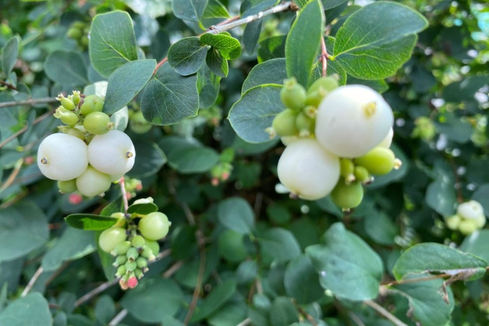 Snowberry - Symphoricarpos albus - Jardins du Monde.be