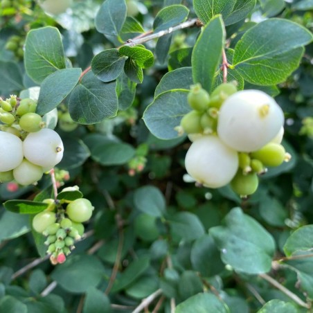 Symphorine blanche - Symphoricarpos albus - Jardins du Monde.be