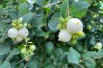 Snowberry - Symphoricarpos albus - Jardins du Monde.be