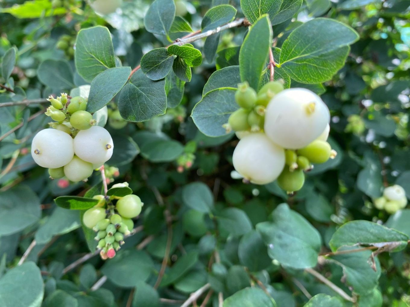 Snowberry