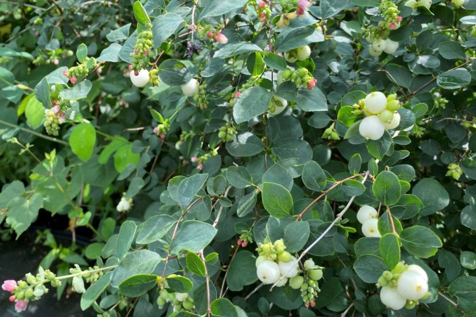 Snowberry - Symphoricarpos albus - Jardins du Monde.be