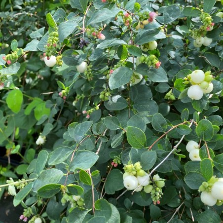Schneebeere - Symphoricarpos albus - Jardins du Monde.be