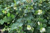 Snowberry - Symphoricarpos albus - Jardins du Monde.be