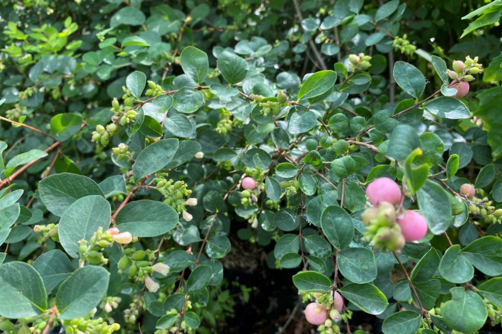 Snowberry Mother of Pearl - Symphoricarpos doorenboosii Mother of Pearl - Jardins du Monde.be