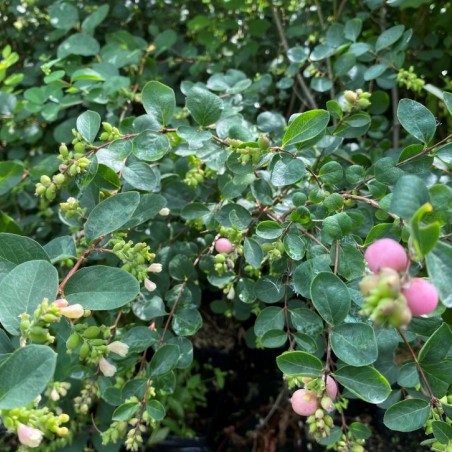 Sneeuwbes Mother of Pearl - Symphoricarpos doorenboosii Mother of Pearl - Jardins du Monde.be