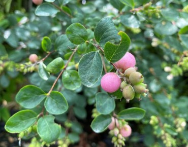Snowberry Mother of Pearl - Symphoricarpos doorenboosii Mother of Pearl - Jardins du Monde.be