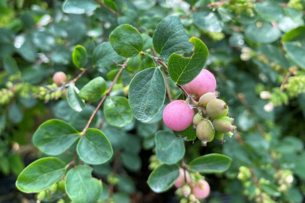 Snowberry Mother of Pearl - Symphoricarpos doorenboosii Mother of Pearl - Jardins du Monde.be