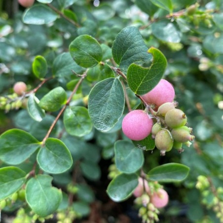 Schneebeere Mother of Pearl - Symphoricarpos doorenboosii Mother of Pearl - Jardins du Monde.be