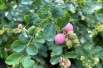 Snowberry Mother of Pearl - Symphoricarpos doorenboosii Mother of Pearl - Jardins du Monde.be