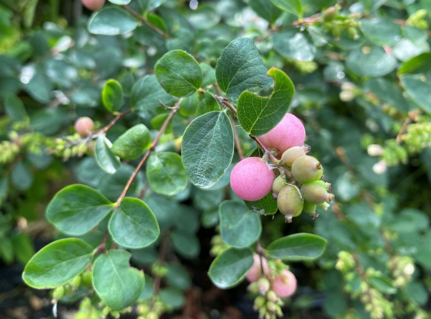 Snowberry Mother of Pearl
