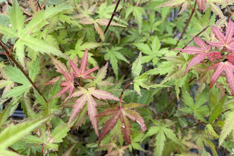 Japanese maple Phoenix - Acer palmatum Phoenix - Jardins du Monde.be