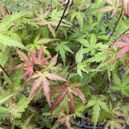 Japanischer Ahorn Phoenix - Acer palmatum Phoenix - Jardins du Monde.be