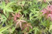 Japanese maple Phoenix - Acer palmatum Phoenix - Jardins du Monde.be